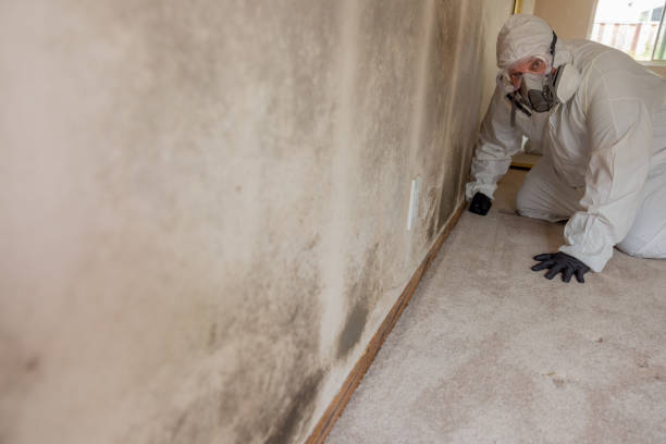 Environmental Consulting for Mold Prevention in Hays, NC